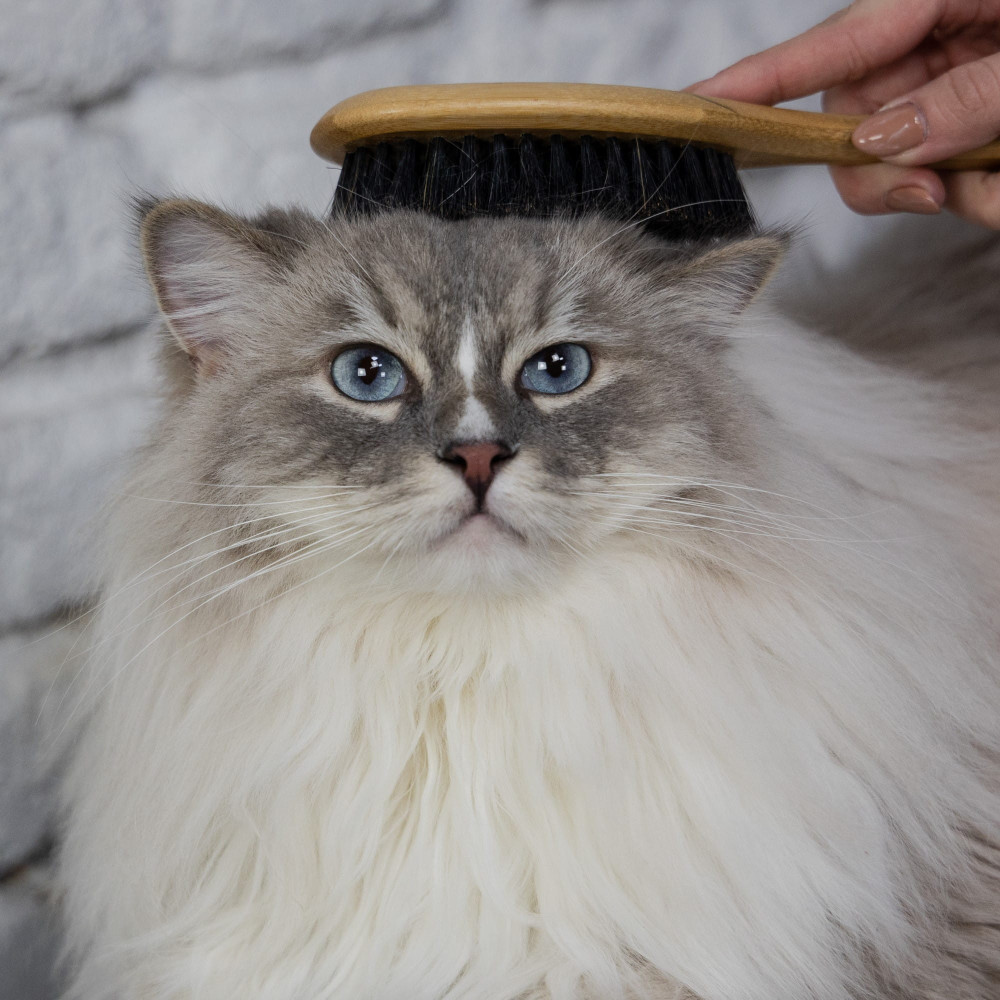 Dingo Szczotka z bambusową rączką oraz włosiem dzika