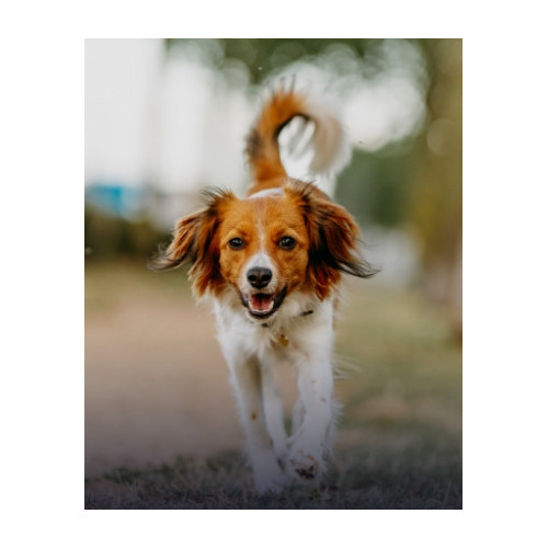 Akcesoria dla psów, artykuły, sklep z akcesoriami dla psa, wszystko dla psów | E-Pupil