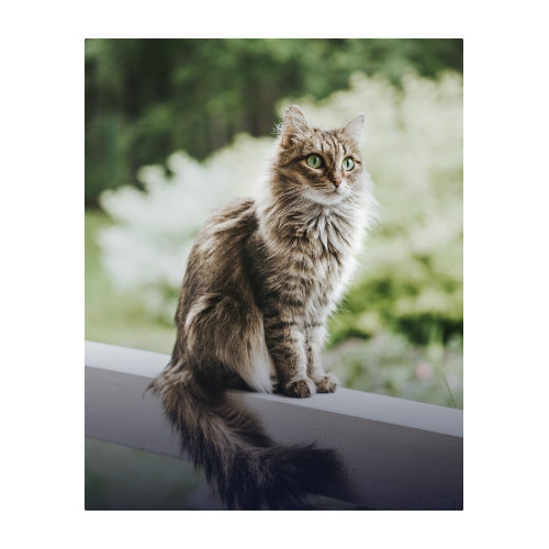 Akcesoria dla kotów, rzeczy, wszystko dla kota | E-Pupil