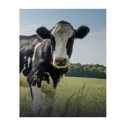 Artykuły do hodowli zwierząt gospodarskich | E-Pupil