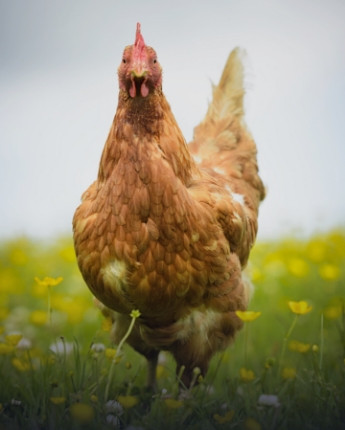 Akcesoria dla kur, drobiu