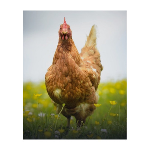 Akcesoria dla kur, drobiu | E-Pupil