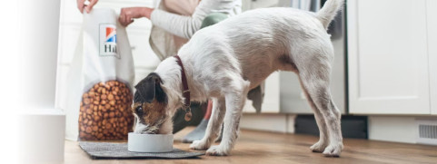 Jak karma Hill's wspiera żywienie psów z alergiami i specjalnymi potrzebami?