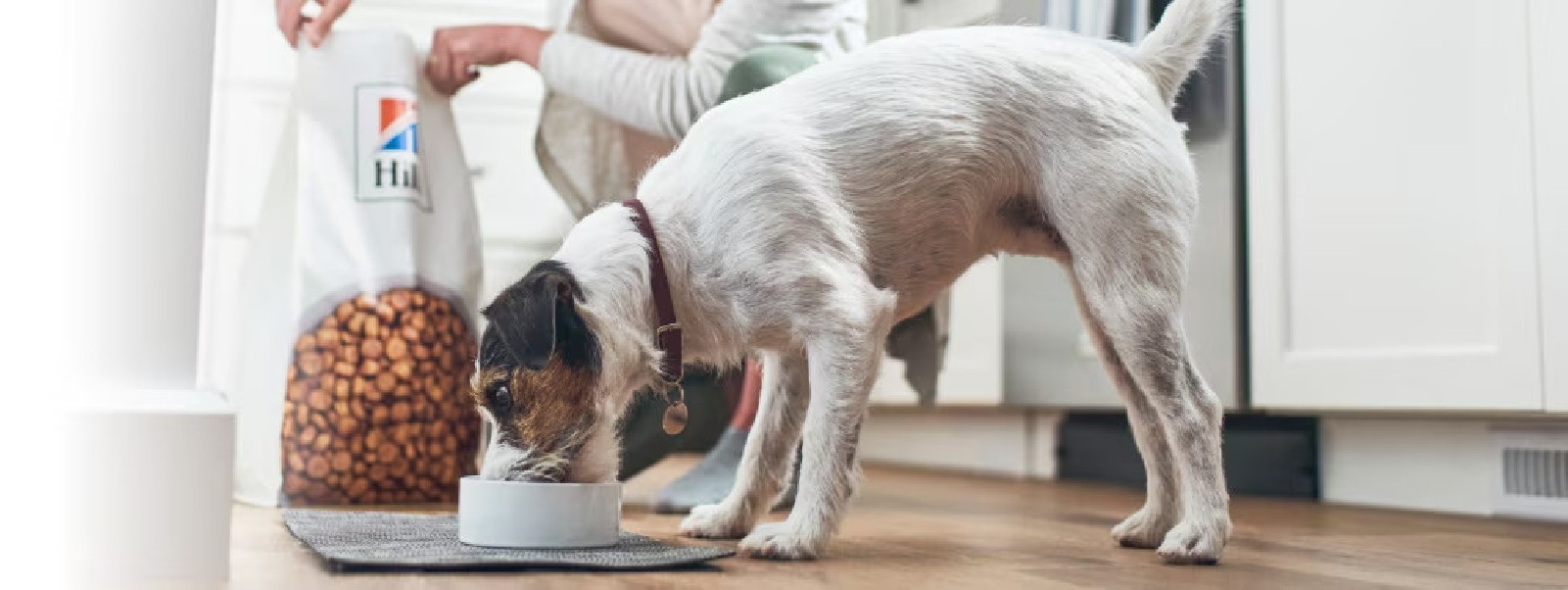 Jak karma Hill's wspiera żywienie psów z alergiami i specjalnymi potrzebami?