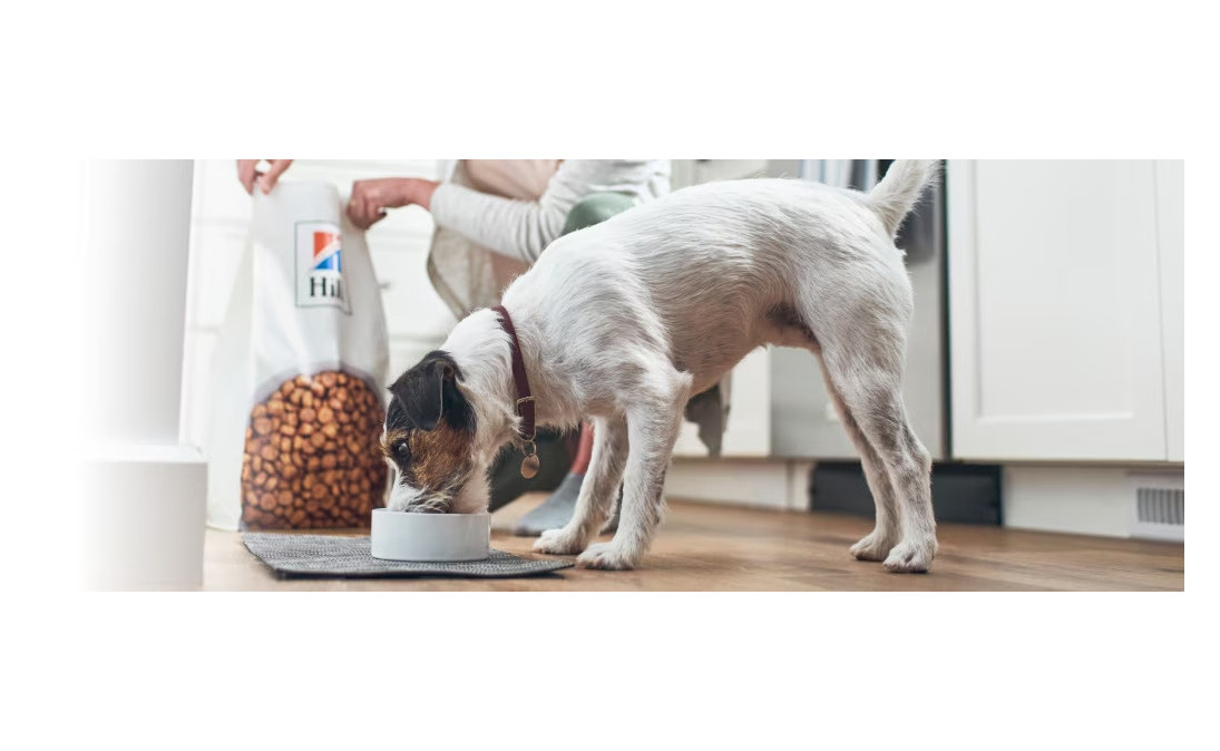 Jak karma Hill's wspiera żywienie psów z alergiami i specjalnymi potrzebami?