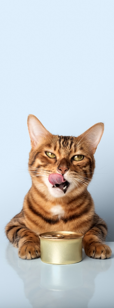 Kot oblizujący się przed puszką karmy