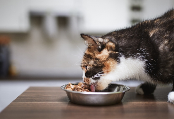 Kot jedzący z miski 