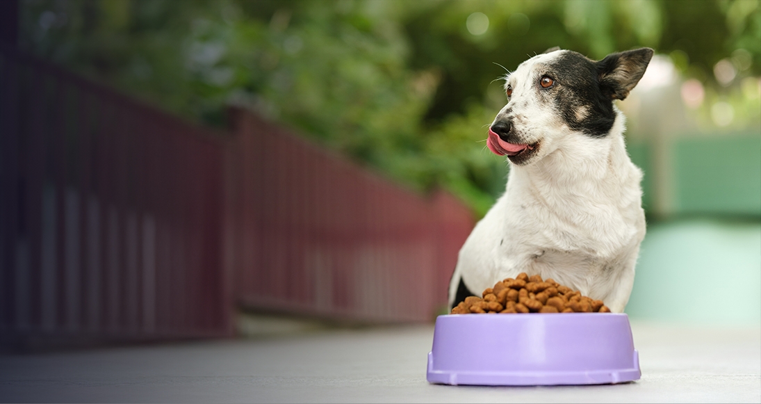 Pies nad jedzący karmę z miski.